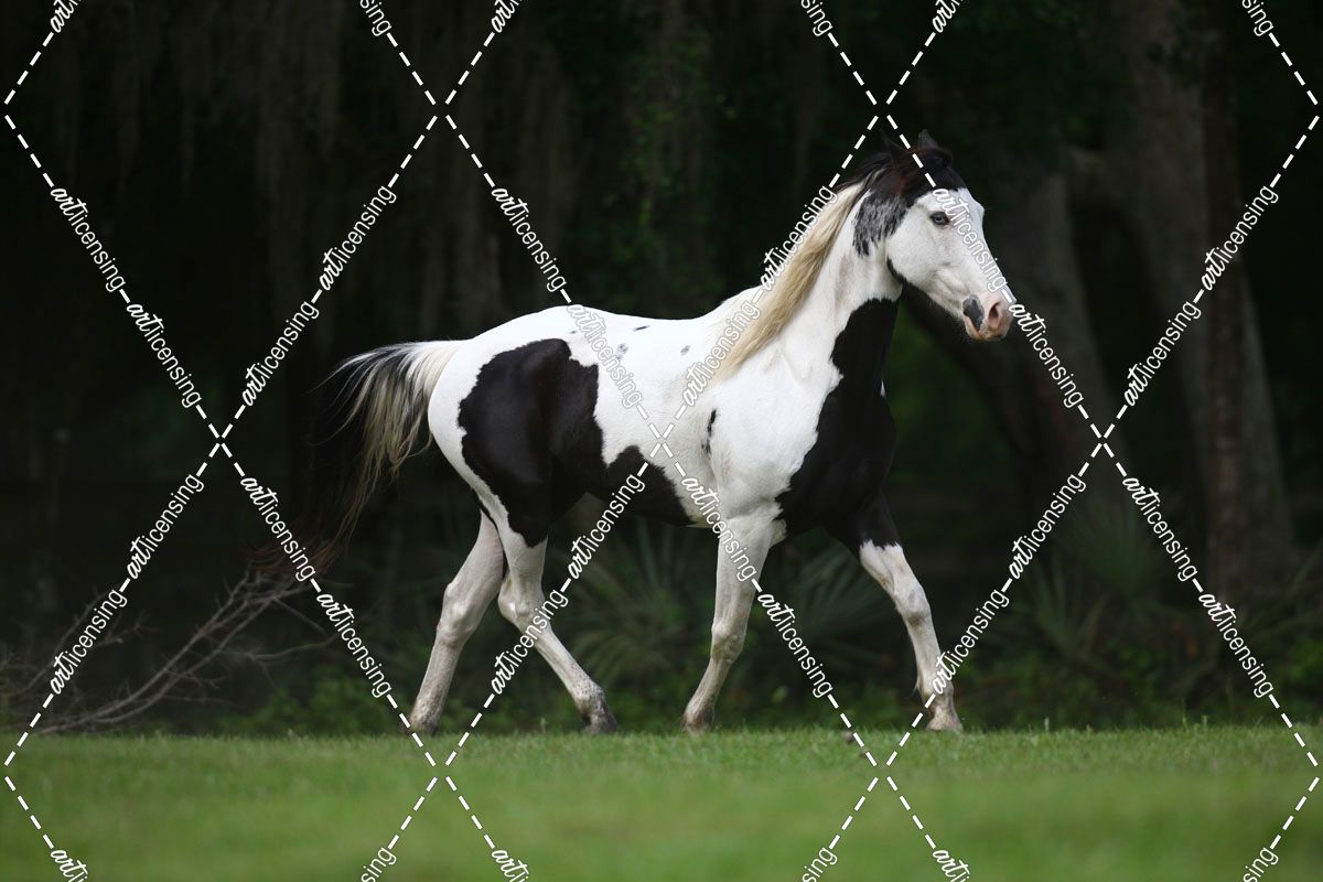 1Z5F2156 Paint, Plumwood Arabians, FL