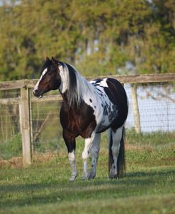 1Z5F3646 Tobiano Paint Stallion – Ima Switch Hitter – Painted Feather Farm, FL