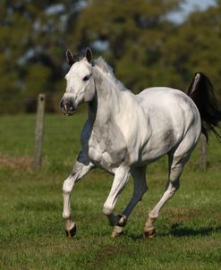 1Z5F3900 Quarter Horse – Ali – Painted Feather Farm, FL