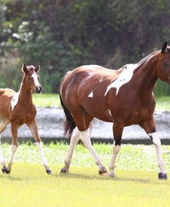 AV4C7400 Paint Mare & Foal – Brandy & Alli – Lone Palm Ranch, FL