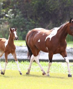 AV4C7400 Paint Mare & Foal – Brandy & Alli – Lone Palm Ranch, FL