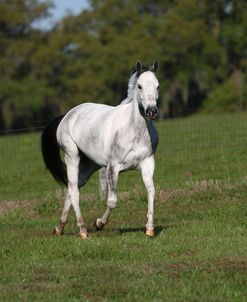 1Z5F3937 Quarter Horse – Ali – Painted Feather Farm, FL