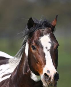 1Z5F5079 Tobiano Paint Stallion – Ima Switch Hitter – Painted Feather Farm, FL