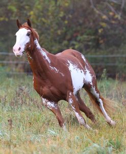 CQ2R9723 Overo Paint Mare – LGF Just Too Huggable – Owned By Katie Hartsuff, Looking Glass Farm, MI