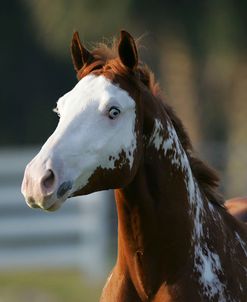 JQ4P0058 Paint – Rudy – Owned By Olivia Schmitt, Hacienda Del Zorro, FL