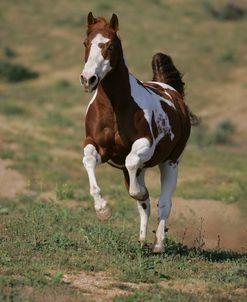 JQ4P0850 Paint Quarter Pony Mare – Oakley – Sommer Ranch, CA