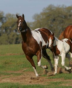 JQ4P1533 Paint Mares & Foals, Painted Feather Farm, FL