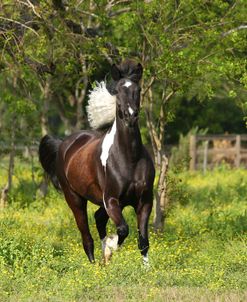 AY3V6399 Paint X Percheron – Triology – Owned By Rochelle Jozwiak, Horse Feathers Farm, TX