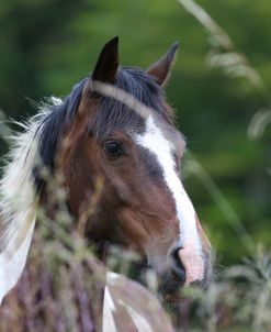 AY3V8757 Paint Pony, UK