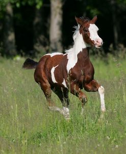 JQ4P4901 Paint, Tobiano Markings