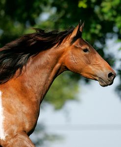 MD3P3377 Paint X Warmblood – Falcon – Owned By Matthew Stewart, KY