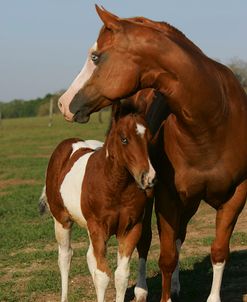 JQ4P1553 Paint Mare & Foal, Painted Feather Farm, FL