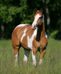 JQ4P4775 Paint, Red Dun Tobiano Markings