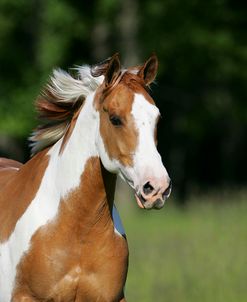 JQ4P4785 Red Dun Tobiano Paint – Dallas – Lisk Equestrian Centre, MI