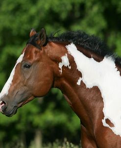 MD3P8334 Overo Paint Stallion – Ernie – Looking Glass Farm, MI