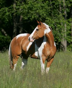 MD3P8613 Red Dun Tobiano Paint – Dallas – Lisk Equestrian Centre, MI