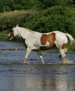 MI9E3902 Paint Horse, Tagalong Stables, Canada 2007