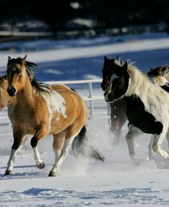 MI9E6189 Paint Horses Black Canyon Ranch, Colorado