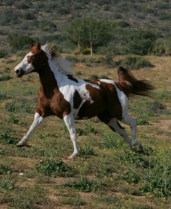 MD3P4606 Paint Quarter Pony Mare – Oakley – Sommer Ranch, CA