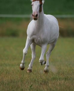 MD3P6926 Paint Pony – Shaddaisy – Travis Hall Equestrian Centre, Canada 2007