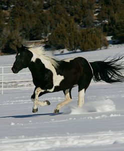 MW8Z4110 Paint Tobiano Stallion – Tru Brut Norfleet – Black Canyon Ranch, Colorado