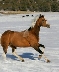 MI9E6724 Paint Buckskin Tobiano Stallion – Pure Outlaw – Black Canyon Ranch, Colorado