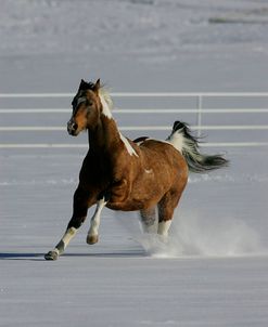 MI9E9792 Paint Buckskin Tobiano Stallion – Pure Outlaw – Black Canyon Ranch, Colorado