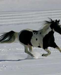 MI9E9883 Paint Tobiano Stallion – Tru Brut Norfleet – Black Canyon Ranch, Colorado