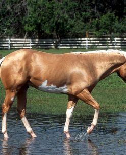 PIC763 Paint In Waterlogged Field