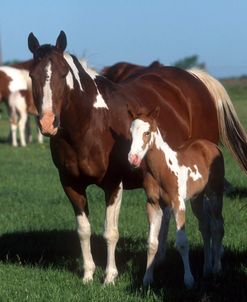 PIC6377 Paint Mare & Foal, Leyland White Paint Farm, TX