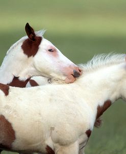 PIC121 Paints, Behaviour, Biting Neck, Leyland White Paint Farm, TX