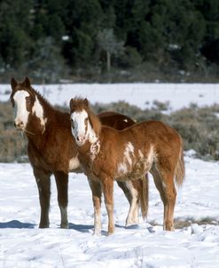 PIC540 Paints In Snow, The Painted Lady Ranch, CO