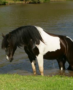 WI8L4538 Percheron X Paint – Hector – In The Water, Owned By Gary Laxton, Owls Nest, TX