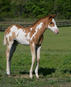 XR9C3294 Paint Foal, Delclare Quarter Horses, FL