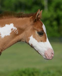 XR9C3296 Paint Foal, Delclare Quarter Horses, FL