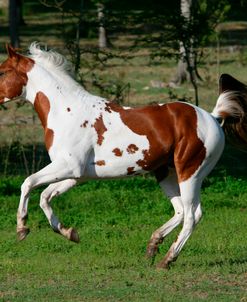 XR9C3489 Paint Tobiano Colt – Striker – Wood – B – Ranch, FL