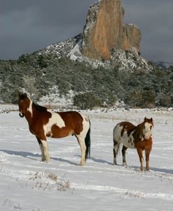 PIC9306 Paints Stewart Ranch, CO