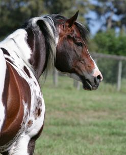 XR9C6973 Tobiano Paint Stallion – Ima Switch Hitter – Painted Feather Farm, FL
