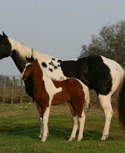 XR9C8005 Paint Mare & Foal, Painted Feather Farm, FL