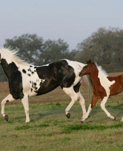 XR9C8007 Paint Mare & Foal, Painted Feather Farm, FL