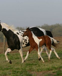 XR9C8014 Paint Mare & Foal, Painted Feather Farm, FL