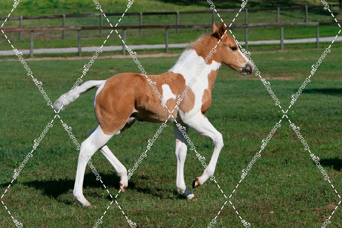 XR9C3581 Paint Foal – Duggie – Wood – B – Ranch, FL