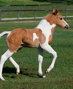 XR9C3581 Paint Foal – Duggie – Wood – B – Ranch, FL