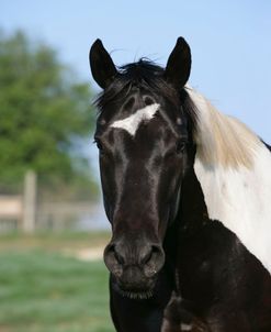 XR9C6672 Paint Mare – Diamond – Painted Feather Farm, FL
