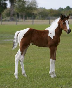 XR9C8969 Paint Foal – Alli – Lone Palm Ranch, FL