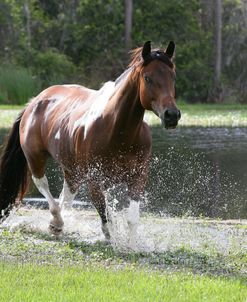 XR9C8989 Paint Mare – Brandy – Lone Palm Ranch, FL