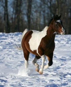 ZS9M5726 Paint – Frosted Bay Change – In The Snow, Keno Hills Stable, AB