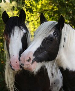 A21C0495 Gypsy Cobs, Owned By Susan Sharland, Eastington, UK