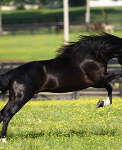 A21C1836 Behaviour, Rocky Mountain Stallion – VBF The Candidate – Van Bert Farms, KY