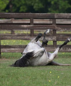 A21C2505 Quarter Horse Rolling, La Escola, TX